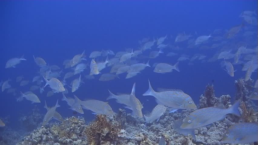 A Large school of Blue scale emporer over a hard coral reef. Captured on a 3CCD DVCAM Camera 16:9 anamorphic