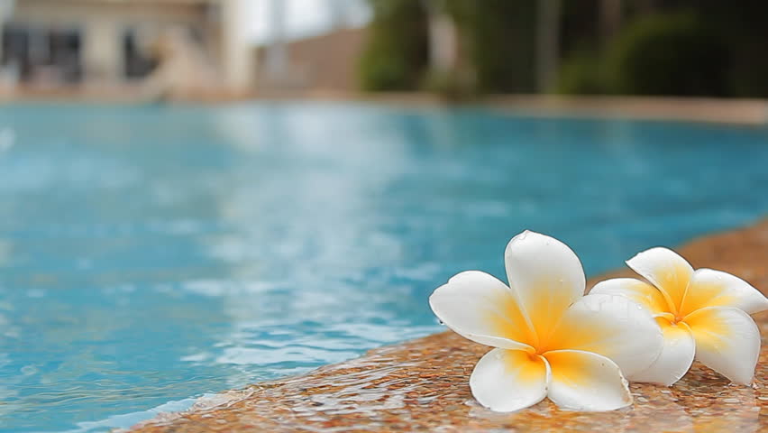 Beautiful Human Hands Carefully Holding Flowers Floating In The Pool Tropical Flowers 7028