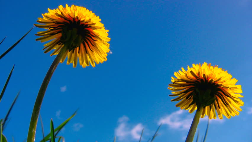Two Yellow dandelion flowers close up shot 4