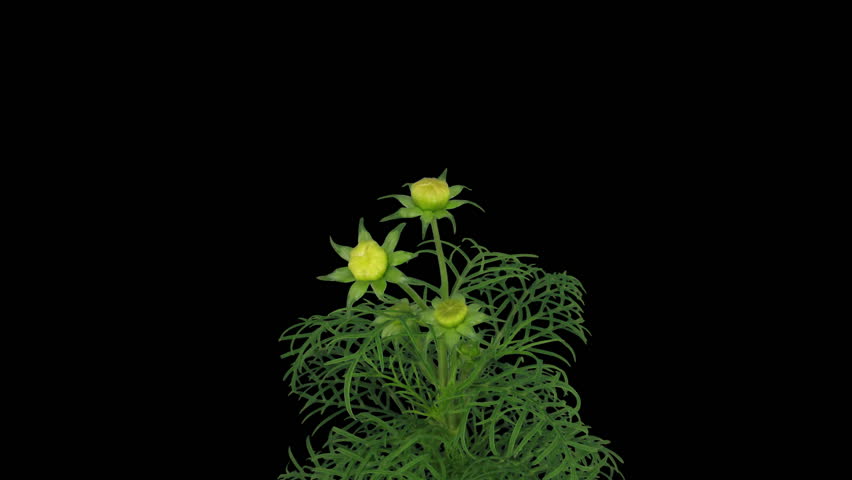 Time-lapse of growing blooming cosmos flower 3 isolated on black 