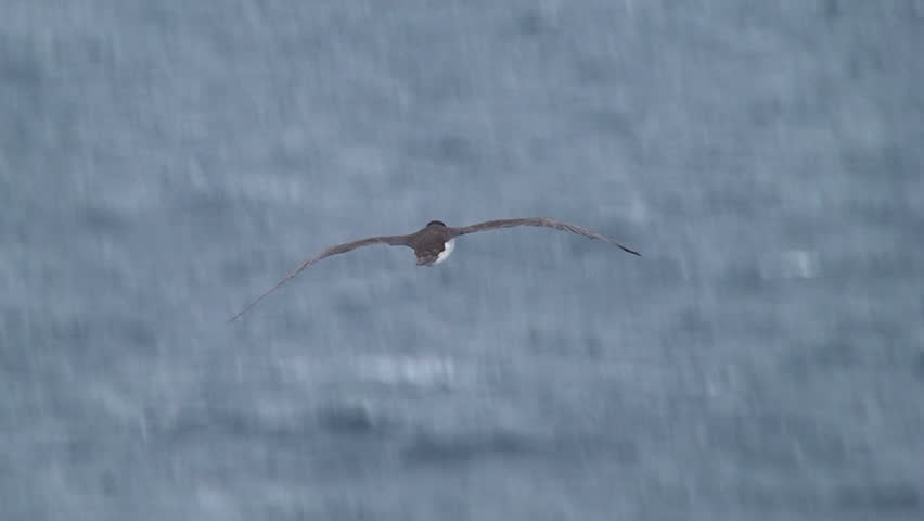 Bird in Flight