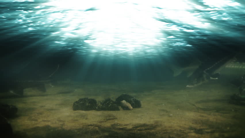 Underwater footage of various fishes and sting ray