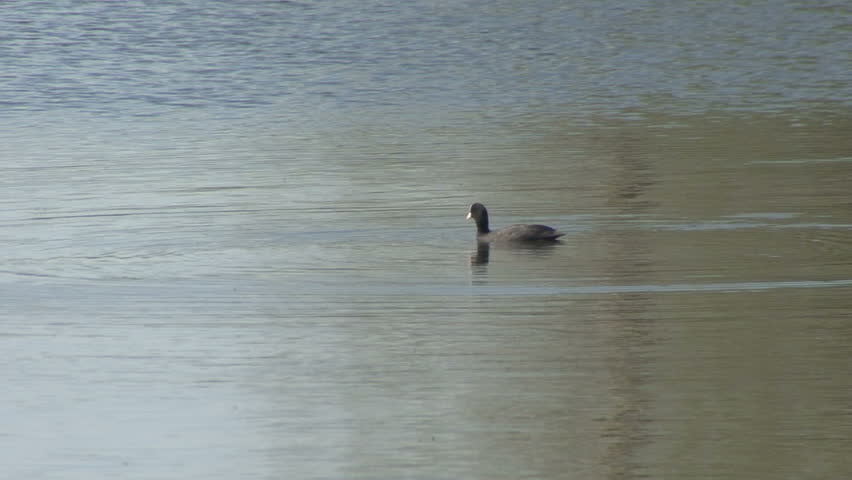 A Coot dives for pond weed to eat. HD.