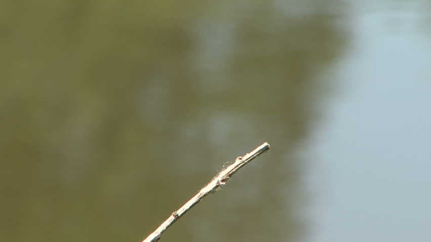 Dragonfly on twig.