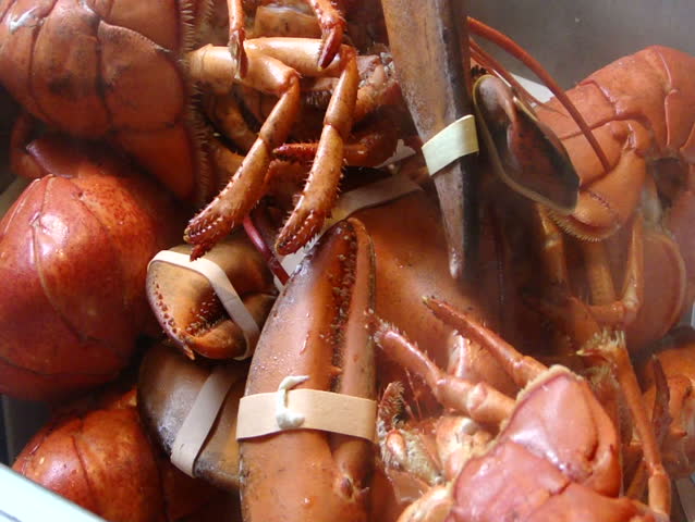Cooked lobsters - steaming after cooking, Southwest Harbor, Maine 