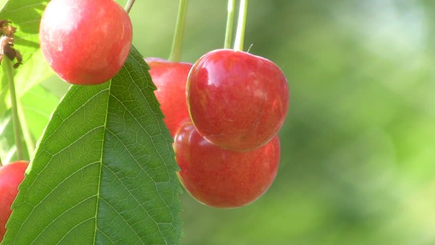 Ripe berries of sweet cherry. 