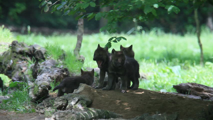 young wolves