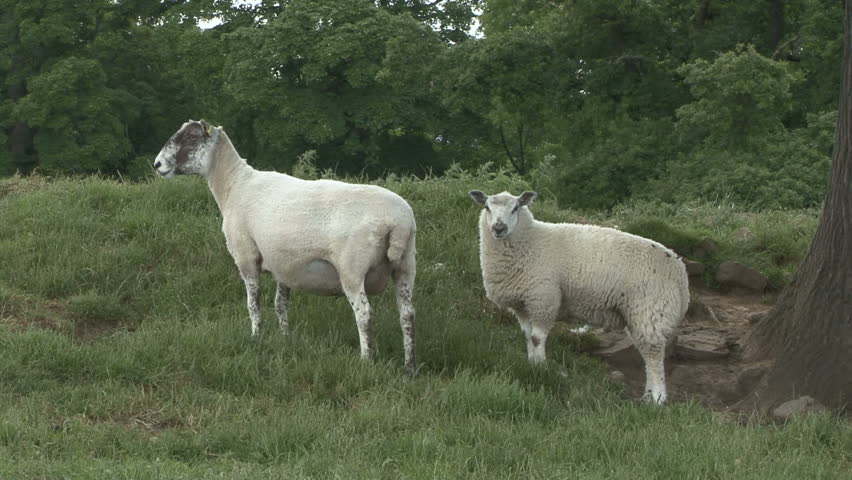 A ewe and her lamb stand. HD.