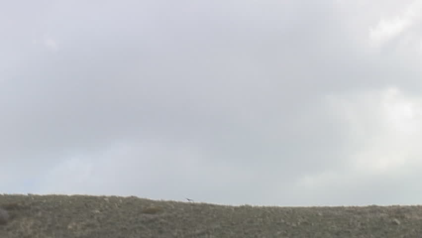 Redtail hawk hunts prey soaring acrobatically above mountain ridgeline.
