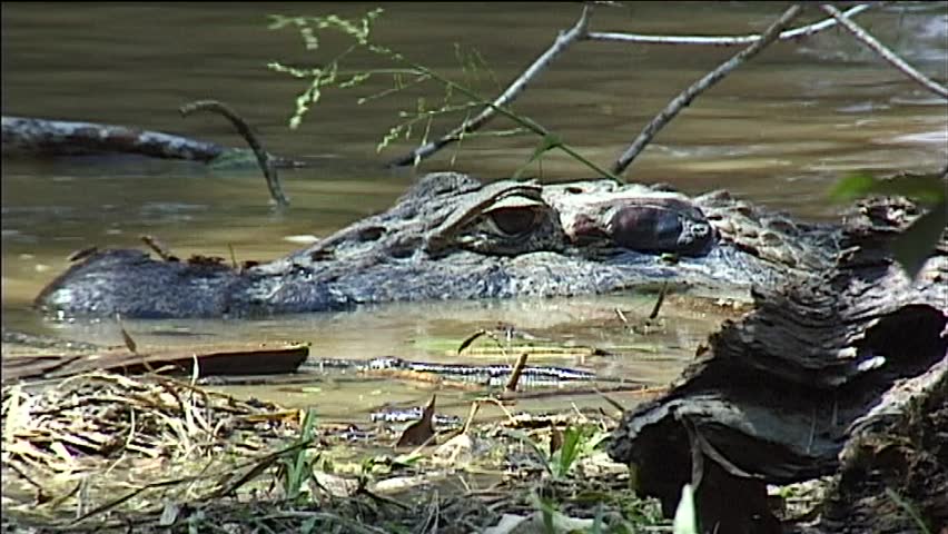 Crocodile At River In Amazon Rainforest In Peru Stock Footage Video