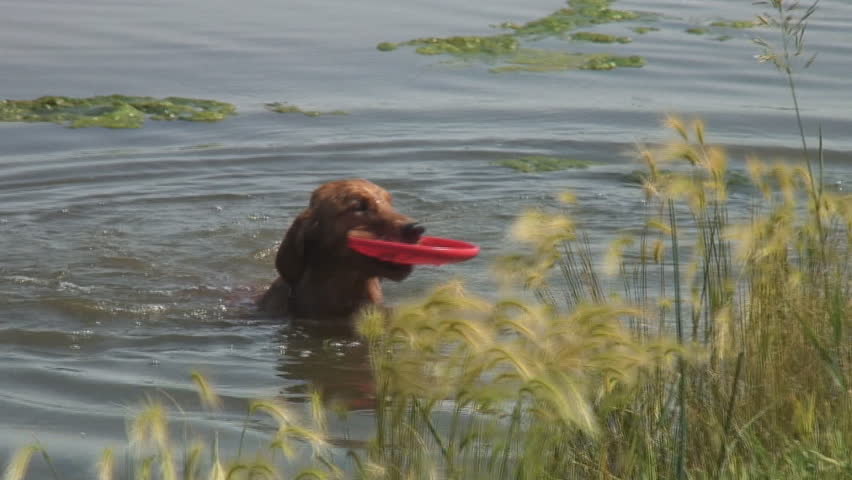Golden Retriever takes a swim chasing a frisbee, then shakes the water off. Includes slow-motion.