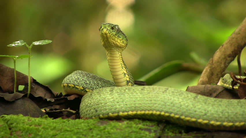 Two-striped forest pitviper (Bothriopsis bilineata)