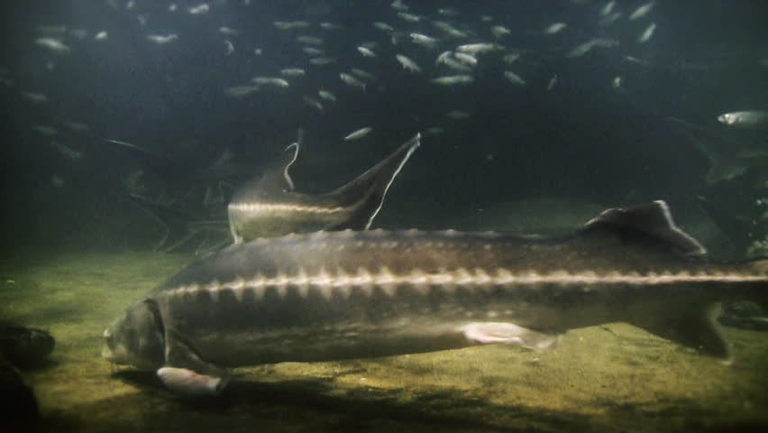 Underwater footage of various fishes and sting ray