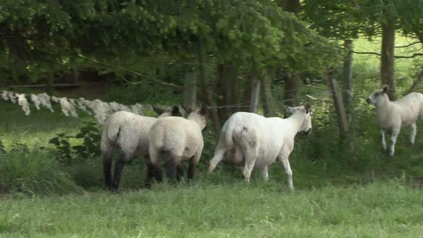 Ewe and her lambs walk. HD.