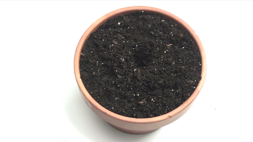 Watch plant, pop out, grow in damp soil.