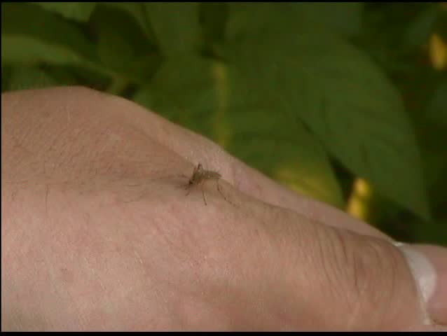 Mosquito biting a hand