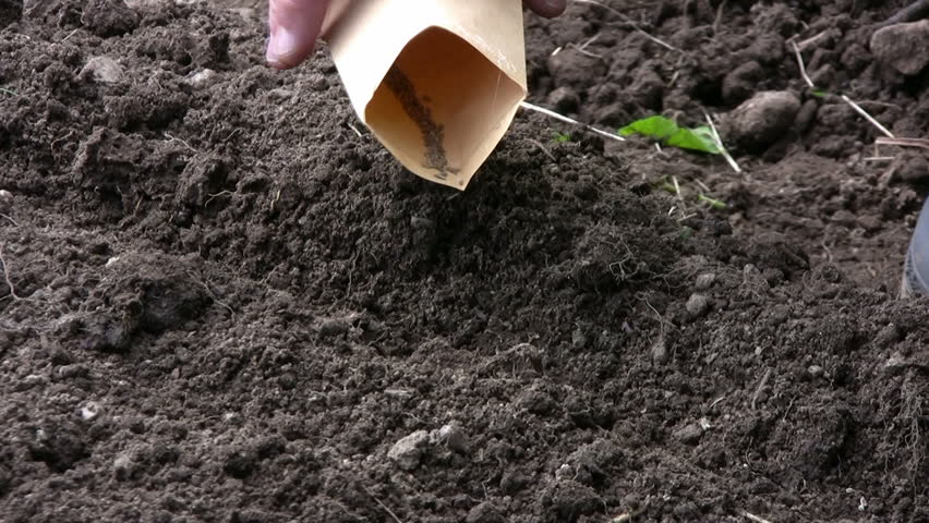 Sowing carrots