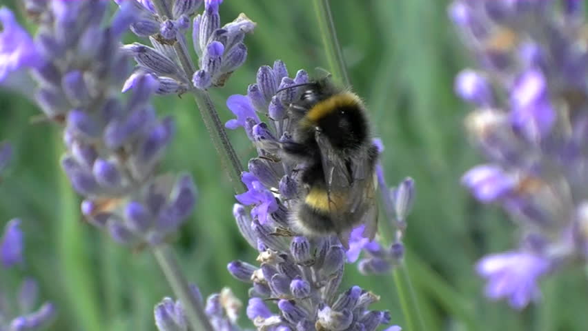 A bee collecting nectar from a lavender flower