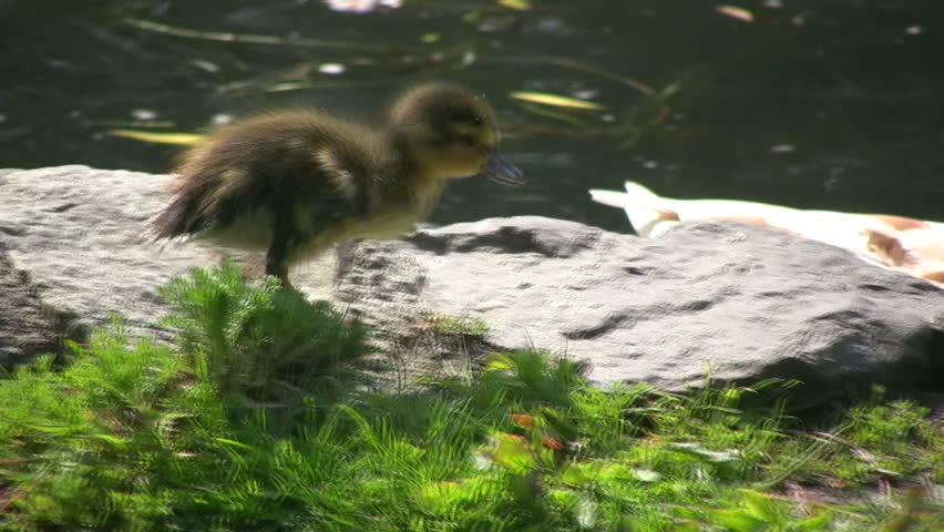 Baby mallard duckling scampering along side his family in the lake and then jumping into the water. Shot in HD 1080i.