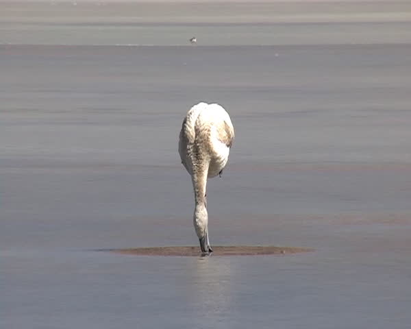 Flamingo in the frozen lagoon in Bolivia