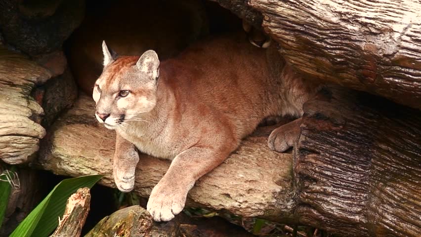 what eats a puma