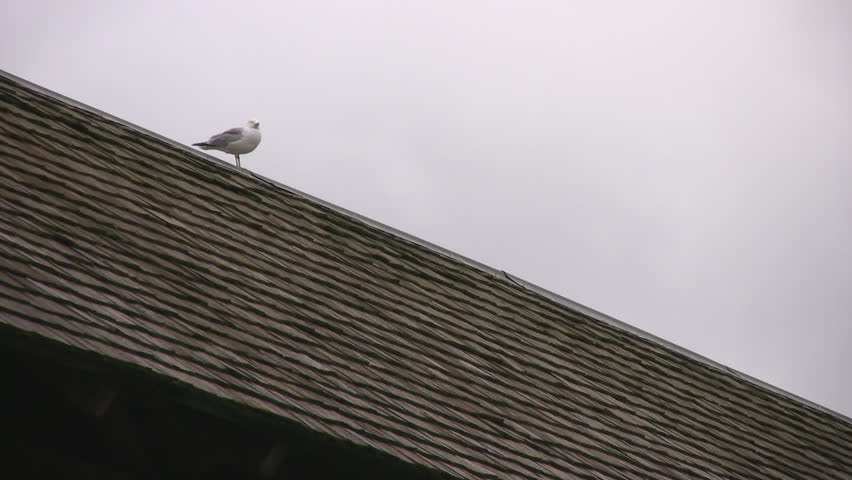 Initially focused on two seagulls perched on a roof, then zoomed out to reveal a wooden covered bridge.  Guelph, Ontario, Canada