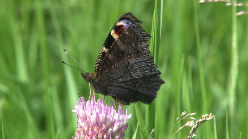 Peacock butterfly is suckling nectar by proboscis from clover flower.