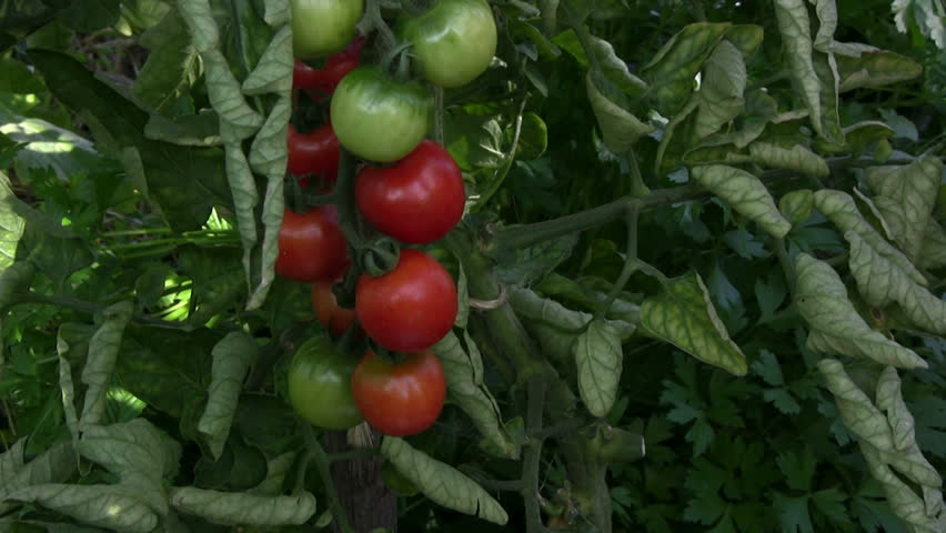 Picking tomatoes