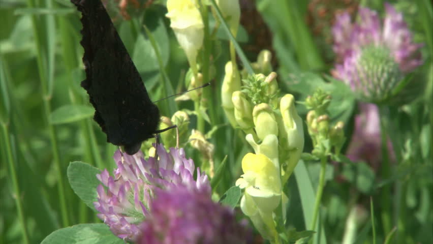 Peacock butterfly is suckling nectar by proboscis from clover flower.