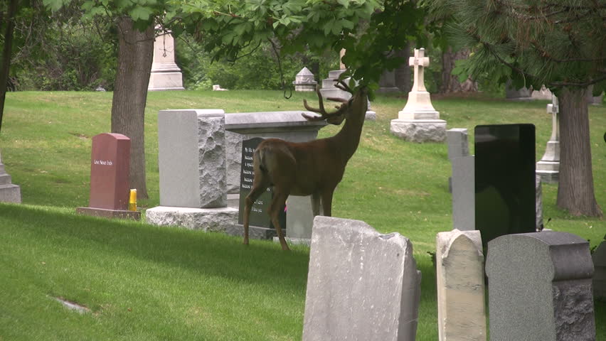Utah Mule Deer in a city cemetery in Salt Lake City. Trees, bushes, headstones and garden. Buck with antlers in velvet eating leaves from tree. 