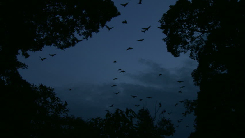 Bats Flying at Dusk - Zoomed Shot