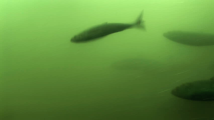 Underwater shot of fish swimming up a manmade fish ladder at the Bonneville Dam, Oregon 