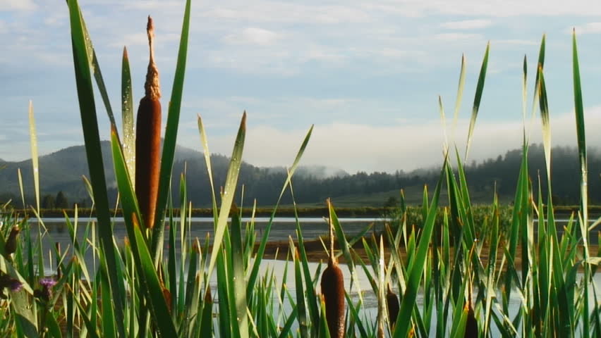 Morning dew glistens on cattails with lake and hazy mountains in background