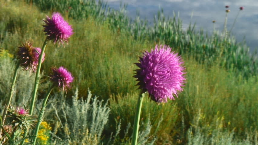 Purple Nodding Thistle (Carduus nutans) blooms decorate shoreline of mountain lake.