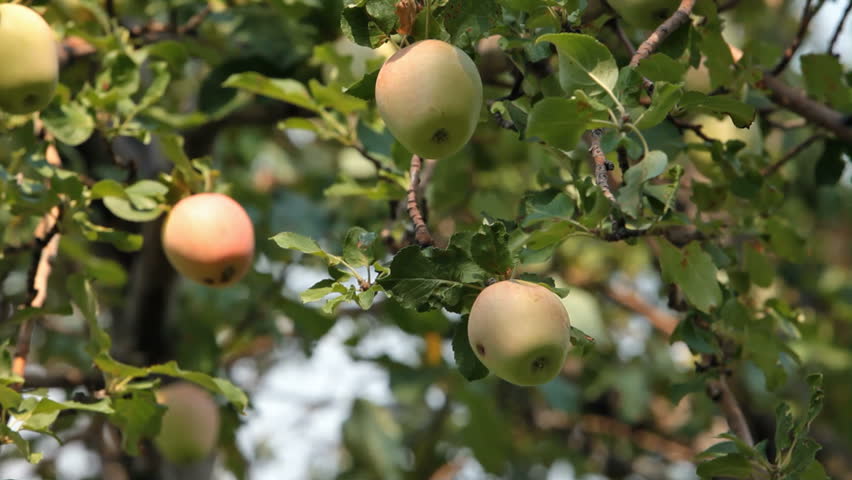 Yellow, green and red apples on a tree in a gentle breeze. Fresh fruit in a farm garden orchard.