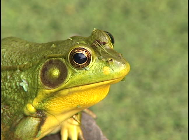 Frog breathing then hops off.