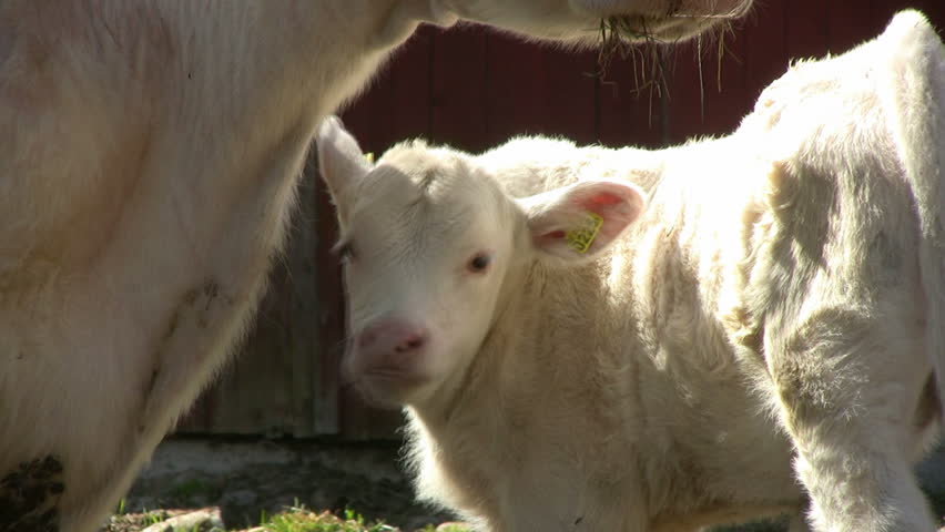 curious white calf looking around