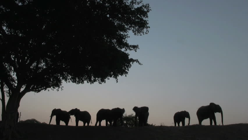 Elephant Group Sunset