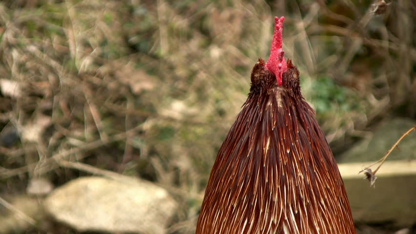 rooster from behind, moving head