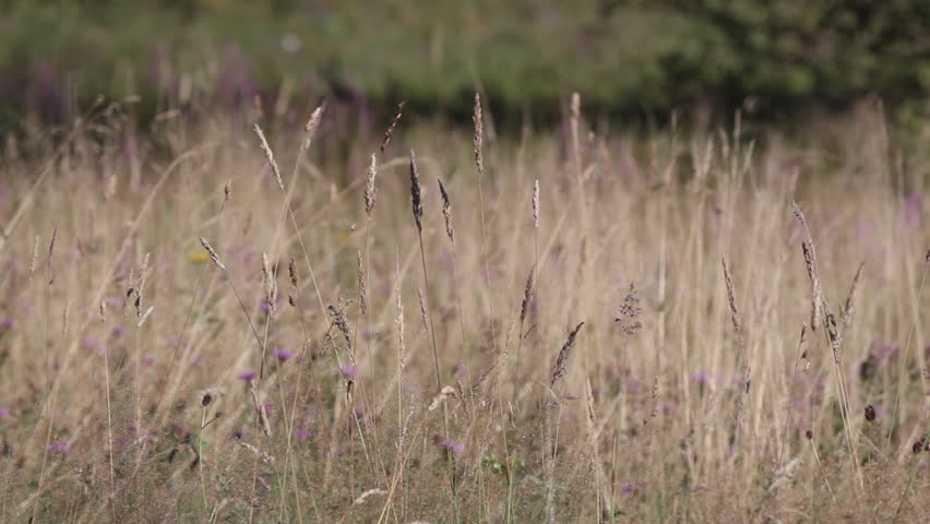 Peaceful meadow