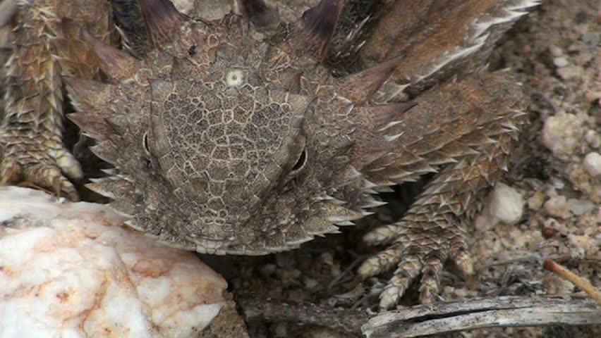 Horned Lizard close up. 1920x1080