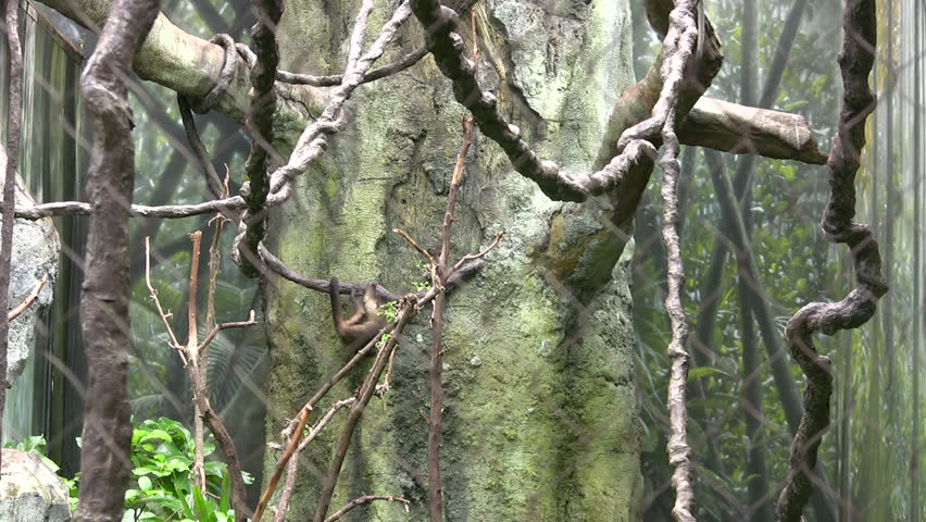 monkeys playing in trees