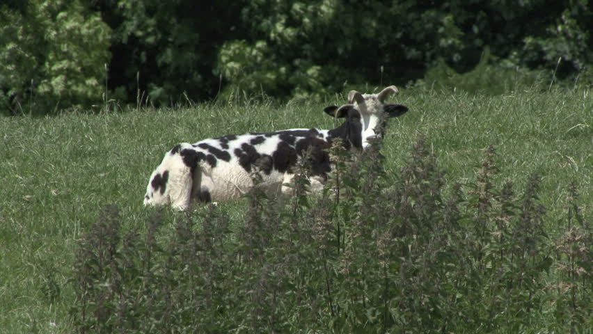 Resting ewe scratches. HD.