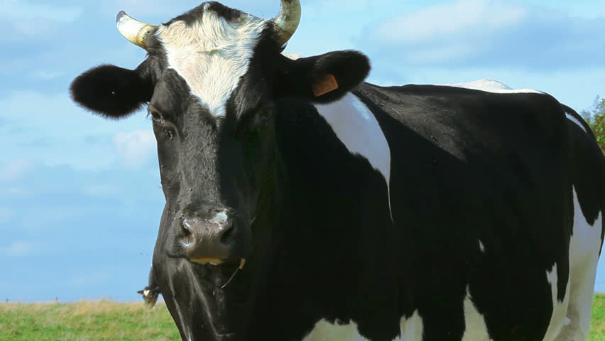 Cow in the countryside