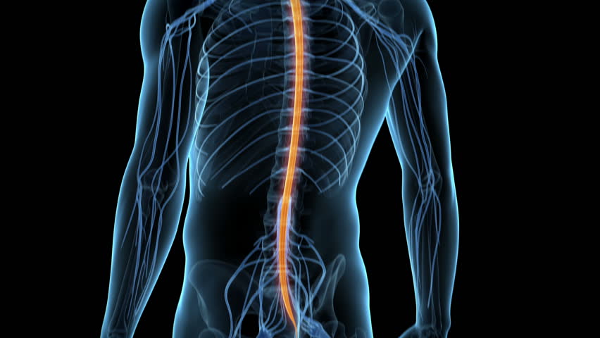 Central Nervous System Stock Footage Video | Shutterstock