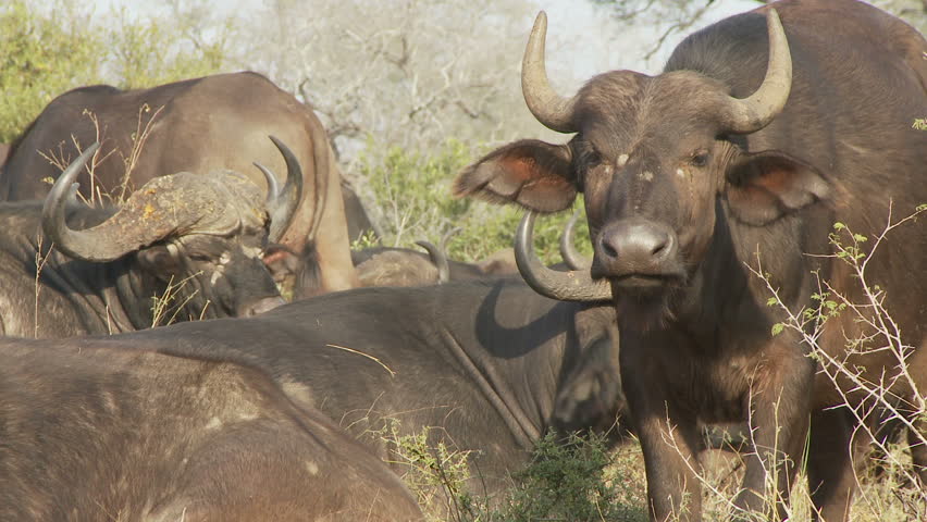 As a buffalo stares, a dominant buffalo moves in displacing a sitting buffalo to get up and get out of the way