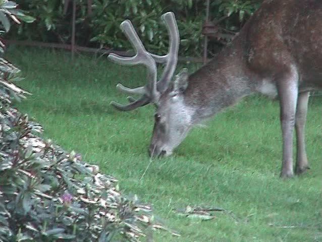 Male deer with antlers feeding on lawn in village Isle of Arran Scotland