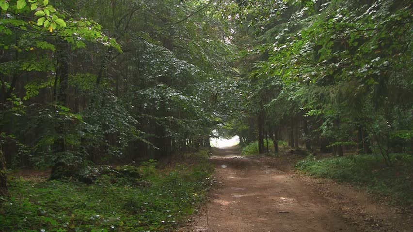 Summer rain in forest