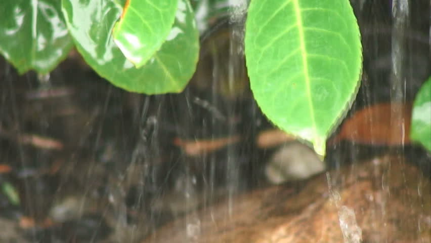 rainwater falls on green leaves