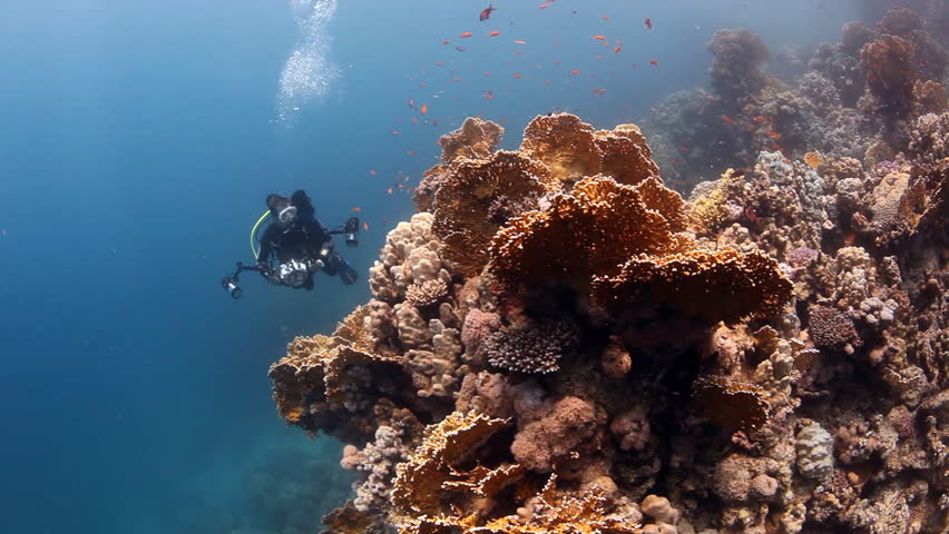 underwater photographer at coral block